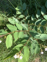 Apocynum androsaemifolium