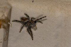 Phidippus comatus