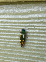 Buprestis rufipes