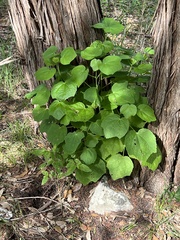Malvaviscus arboreus