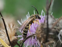 Halictus
