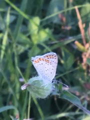 Lycaena tityrus
