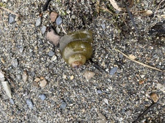 Cipangopaludina chinensis