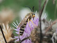 Halictus