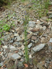 Anarrhinum bellidifolium