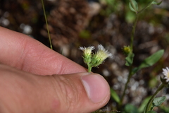 Erigeron acris