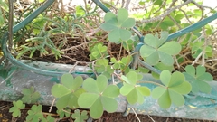 Platymiscium pinnatum