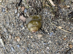 Cipangopaludina chinensis