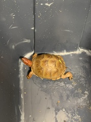 Terrapene carolina triunguis