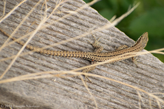 Podarcis muralis