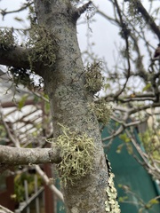 Ramalina farinacea