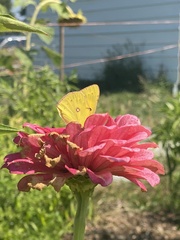 Colias