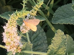 Achyra nudalis