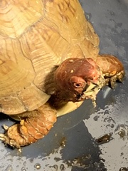Terrapene carolina triunguis