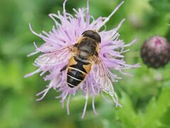 Eristalis nemorum