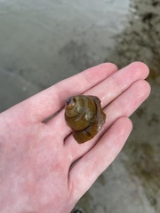 Cipangopaludina chinensis