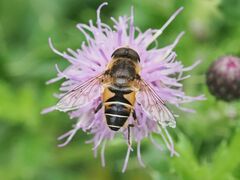 Eristalis nemorum