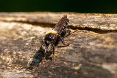 Laphria