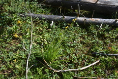 Vahlodea atropurpurea