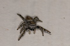 Phidippus comatus