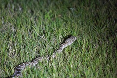 Crotalus atrox