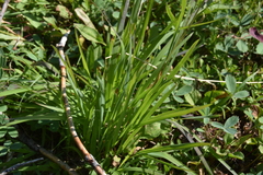 Vahlodea atropurpurea