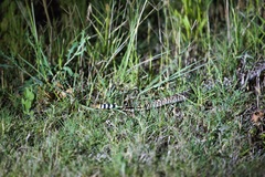Crotalus atrox