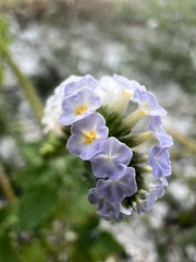 Heliotropium