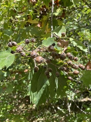 Torminalis glaberrima