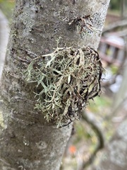 Ramalina farinacea