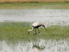 Bugeranus carunculatus