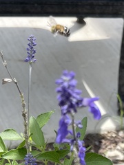 Anthophora californica