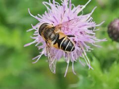 Eristalis nemorum