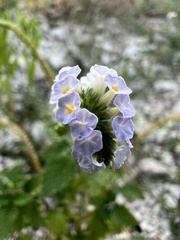 Heliotropium
