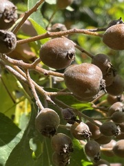 Torminalis glaberrima