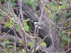 Chloroceryle americana