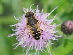 Eristalis nemorum