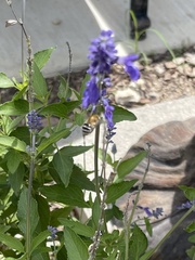 Anthophora californica