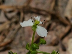 Albidella oligococca