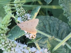 Achyra nudalis