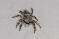 Phidippus comatus