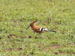 Upupa epops africana