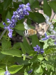 Anthophora californica