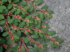 Euphorbia indivisa