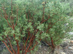 Arctostaphylos pungens