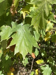 Torminalis glaberrima