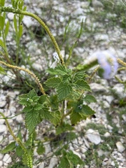 Heliotropium