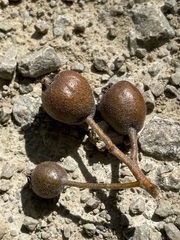 Torminalis glaberrima