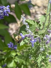 Anthophora californica