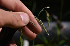 Vahlodea atropurpurea